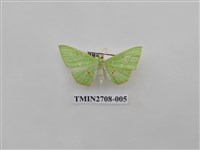 藏品(尺蛾255)的圖片